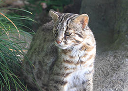 Tsushima Wild Cat – national natural treasure (protected species)