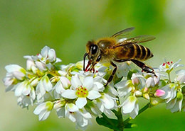 「対州そば」の花とミツバチ