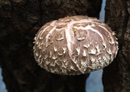 숲의 전복이라 일컬어지는  돈꼬시타케(표고버섯)