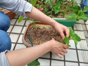さし芽体験 茎を鉢にさす